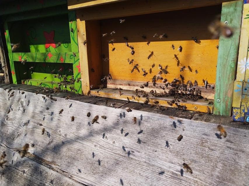 Einsteigerworkshop für Interessent*innen der Bienenhaltung mit Völkerschau und Arbeitspraktiken