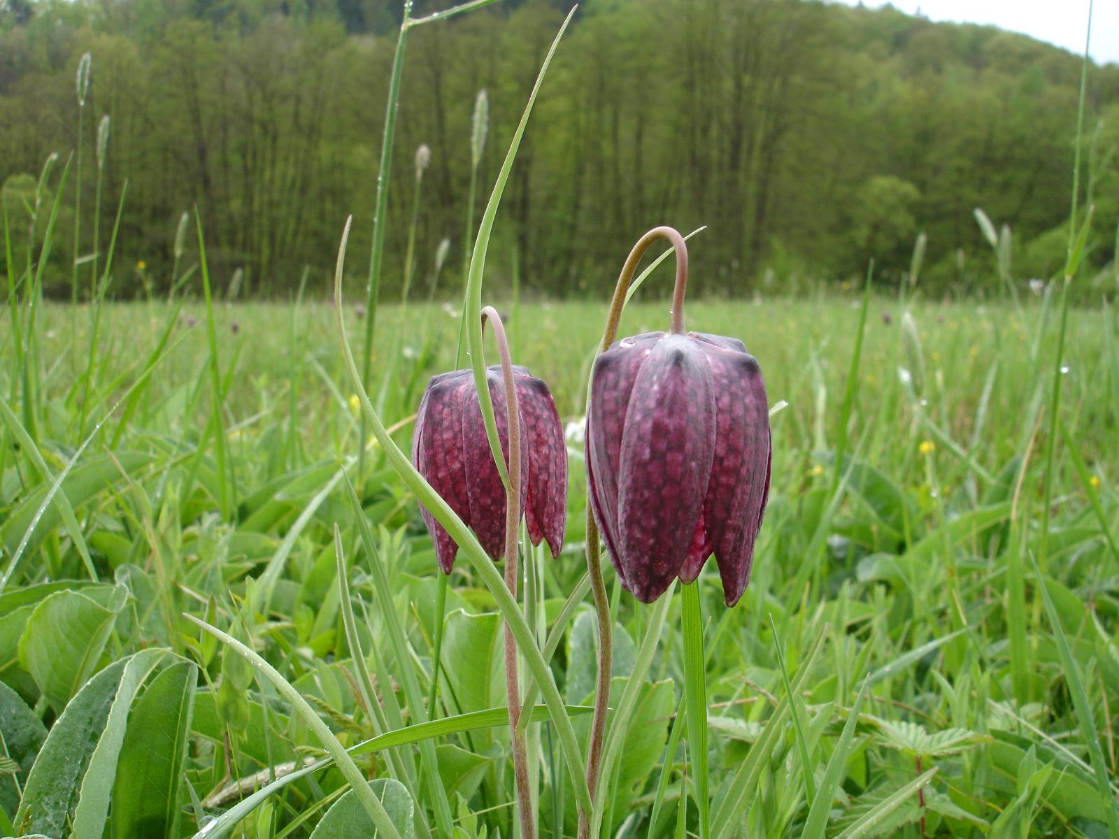In der hessisch-bayrischen Grenzregion im Nordosten des Spessarts befindet sich eines der größten Vorkommen der seltenen Schachblume in Deutschland. Im Frühling verzaubert das Liliengewächs mit unzähligen violetten, glockenförmigen Blüten die Feuchtwiesen der aneinander angrenzenden Naturschutzgebiete 