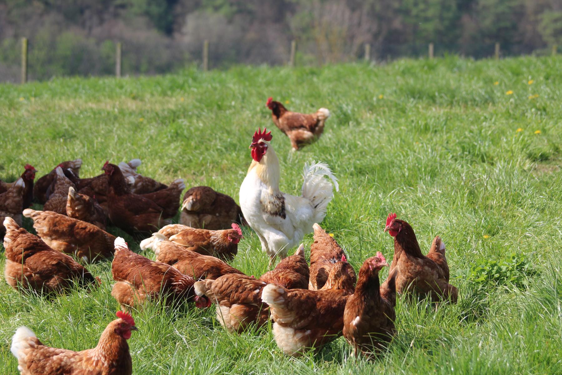 Das landwirtschaftliche Hofgut in Marjoß erzeugt Fleisch, Eier aus Freilandhaltung, hausgemachte Nudeln und Honig.