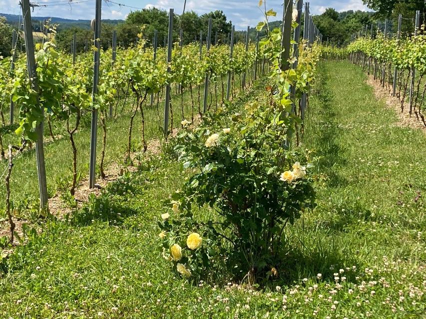 Eine Weinbergwanderung mit Informationen zur Geschichte des Weinanbaus in Steinau an der Straße. 