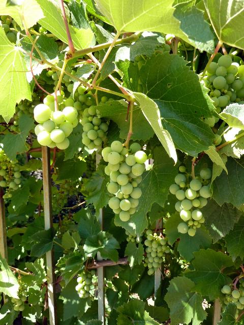 Wissenswertes über den Weinanbau früher und heute im Vorspessart   