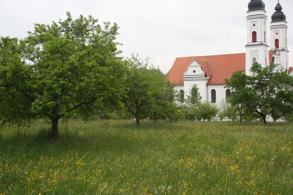 Frei zugängliche Streuobstwiese mit einem wertvollen Bestand an erhaltenswerten Streuobstsorten im historischen Umfeld der Klosterkirche Irsee.