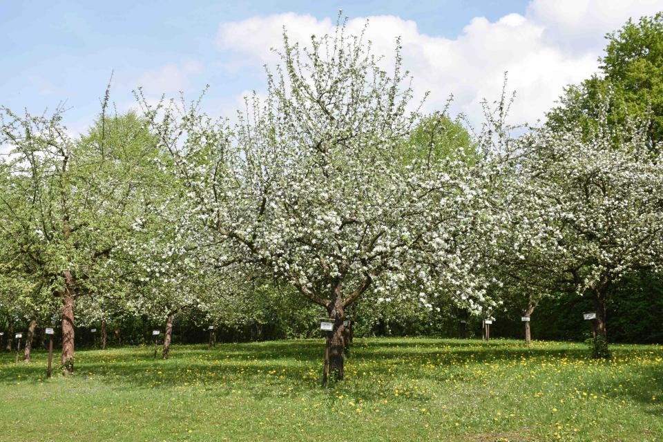 50 halb- und hochstämmige Obstbäume der verschiedensten Sorten sind im Obstlehrgarten aufgepflanzt.