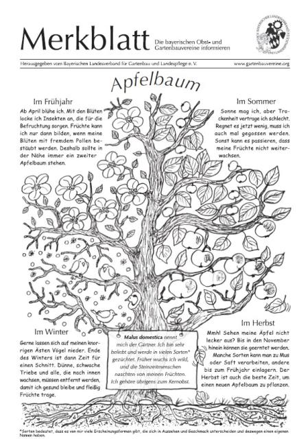 Das Merkblatt erklärt kindgerecht und mit Zeichnungen die Pflanzung eines Apfelbäumchens, einschließlich Pflanzschnitt, weist auf den hohen Gesundheitswert von Äpfeln hin und enthält ein Rezept für Apfelmus. 