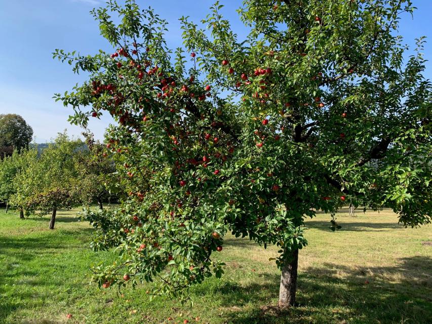 Der Kreislehrgarten Patersdorf im Landkreis Regen dient als Anschauungsobjekt und für Übungszwecke. Die Anlage umfasst mehrere Dutzend Obstbäume sowie Bauerngarten, naturnahe Biotope, Weidenbauten und verschiedene Anpflanzungen an Rosen, Beerenobst und vieles mehr. 