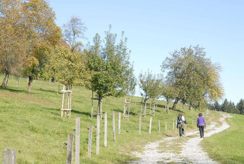 Obstkultur und Kulturgeschichte zwischen Chiemsee und Simssee auf einem Wanderweg der Ratzinger Höhe. 