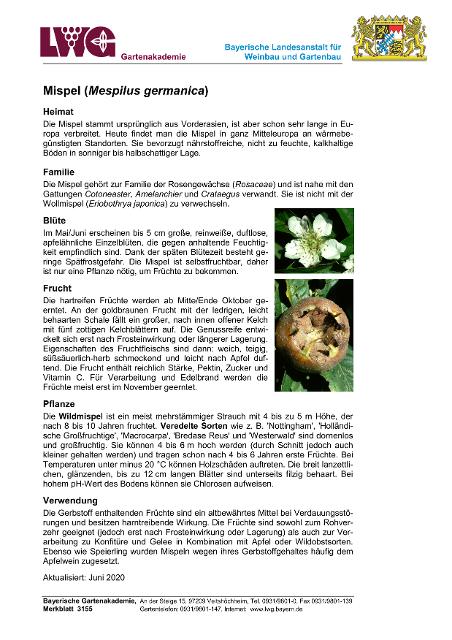 Infoschrift der Bayerischen Gartenakademie über die Mispel (Mespilus germanica) mit wesentlichen Hinweisen in kompakter Form. 