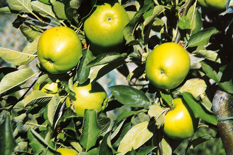 Für Liebhaber süßweiniger Äpfel vorzugsweise als Spalierform. Wegen der oft als langweilig empfundenen Fruchtfarbe ist die Sorte weniger im Anbau zu finden.