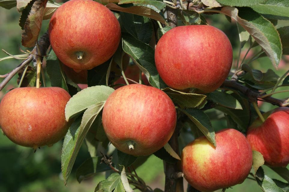 Typische Sorte für den Erwerbsanbau, sowohl im direkten als auch indirekten Absatz. Äußerst beliebter Apfel, daher im Anbau die Nummer 1 oder 2. Für den Anbau im Hausgarten nur eingeschränkt zu empfehlen. Hier ist ‘Topaz‘ die bessere Alternative.