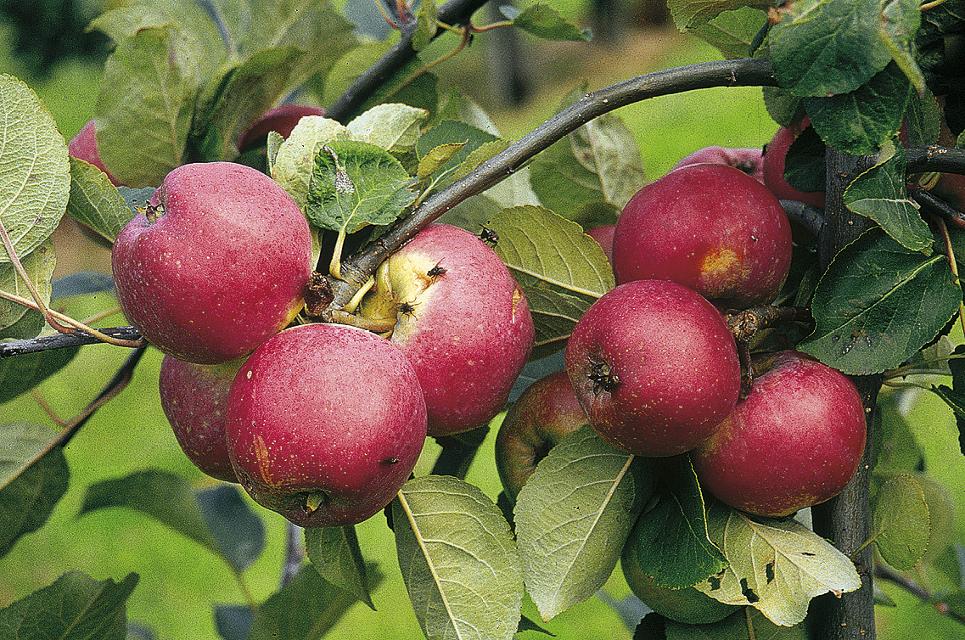 Frühe Liebhabersorte mit schmückenden Früchten, besonders für höhere Lagen geeignet.