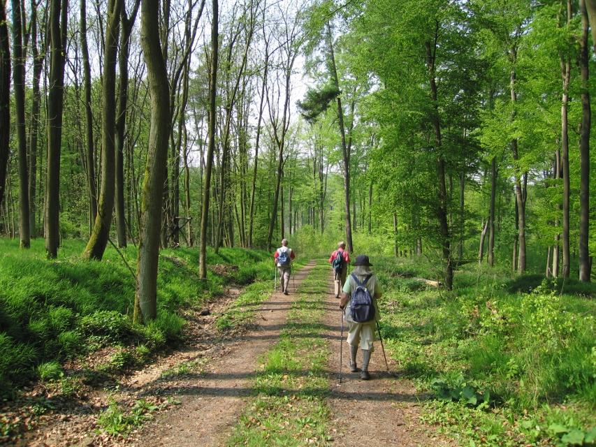 Anspruchsvolle Nordic-Walking-Strecke durch den Laubacher Wald.