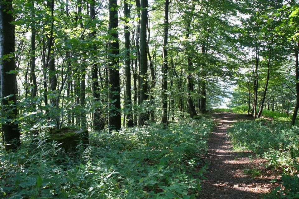Ansprechende Nordic-Walking-Runde durch den Wald am Rande von Grünberg.
