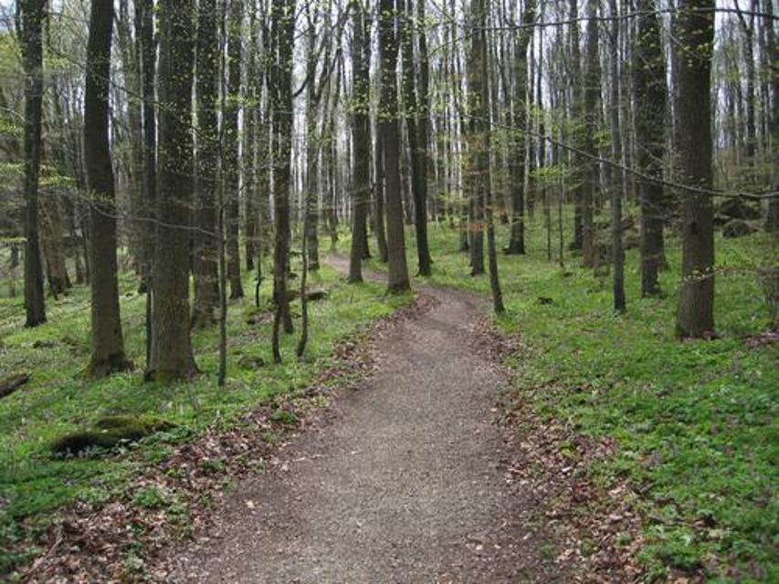 Waldreiche Nordic-Walking-Route am Rand von Grünberg.