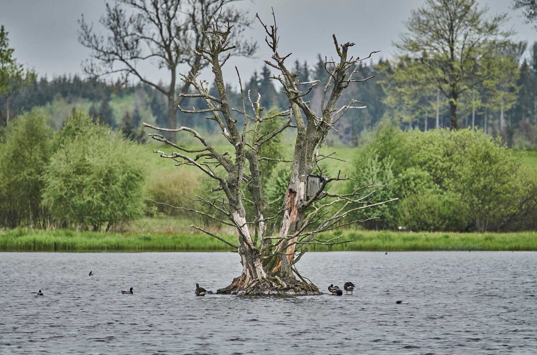 In der Gemeinde gibt es nicht weniger als sechs Naturschutzgebiete, darunter auch der Ober-Mooser-See, bekannt für seine seltenen Vogelarten. Im Sommer bietet der Campingpark am Nieder-Mooser-See gute Möglichkeiten zum Baden und Entspannen. Kutschfahrten durch den Vogelsberg sind ein besondere...