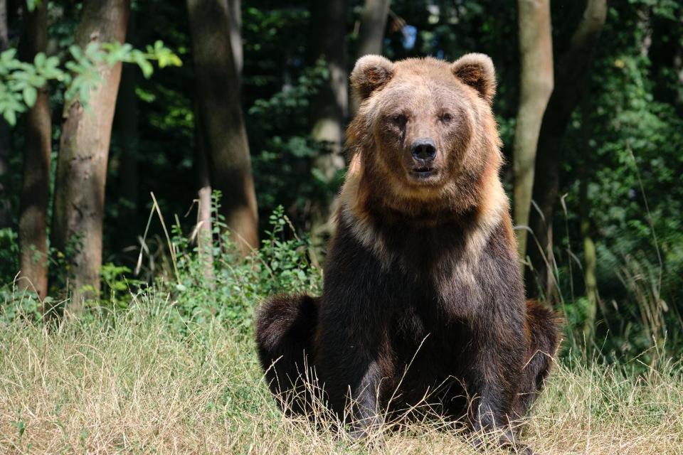 Der Alternative Bärenpark Worbis ist ein Tierschutzprojekt der STIFTUNG für BÄREN. Diese betreibt neben dem Projekt WORBIS auch den Alternativen Wolf- und Bärenpark Schwarzwald. Als Tierschutzprojekt geben die Einrichtungen Bären, Wölfen und Luchs...