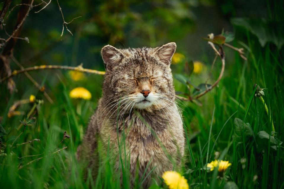 Das seit 2012 als Wildkatzendorf bekannte Hütscheroda befindet sich im UNESCO Weltnaturerbe Nationalpark Hainich – nur einen Katzensprung von Wartburg und Baumkronenpfad entfernt. Schauanlage Wildkatzenlichtung Die Attraktion widmet sich ganz dem ...