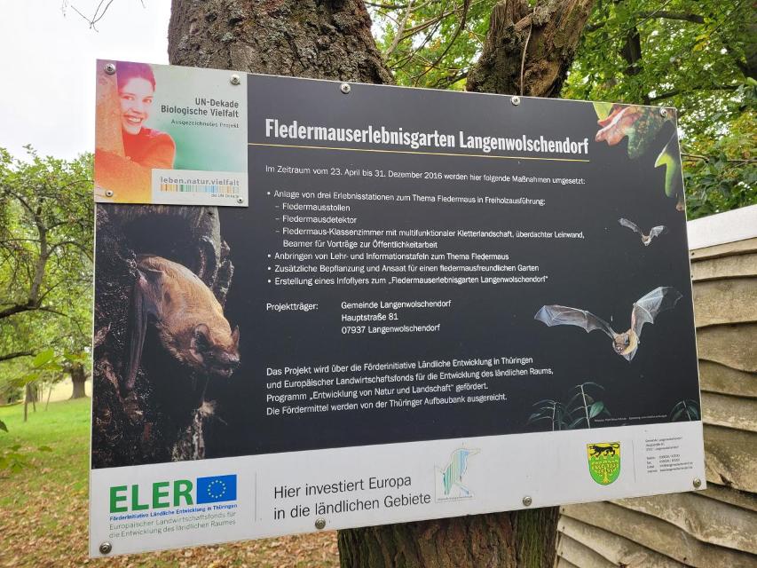 Die Gemeinde Langenwolschendorf ist in der Region Zeulenroda-Triebes mittlerweile auch dafür bekannt, dass sich Bürger und Gemeindevertreter engagiert für den Artenschutz in ihrem Dorf einsetzen. 
An einer Streuobstwiese oberhalb des Kindergartengeländes „Spatzennest“ entstand der Fledermauserleb...