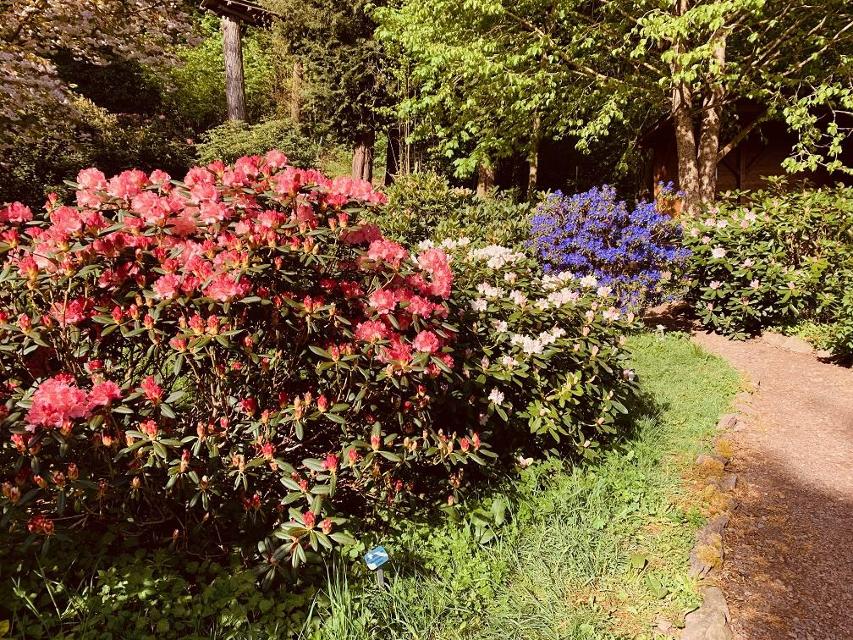 Der Rhododendron-Garten in Bad Tabarz ist täglich und rund um die Uhr geöffnet, der Eintritt ist frei. Das Waldklima in und um Bad Tabarz ist therapeutisch von großer Bedeutung, da es besondere Schonfaktoren wie zum Beispiel geringe Gegensätze in der Temperatur und die als besonders reizarm einge...