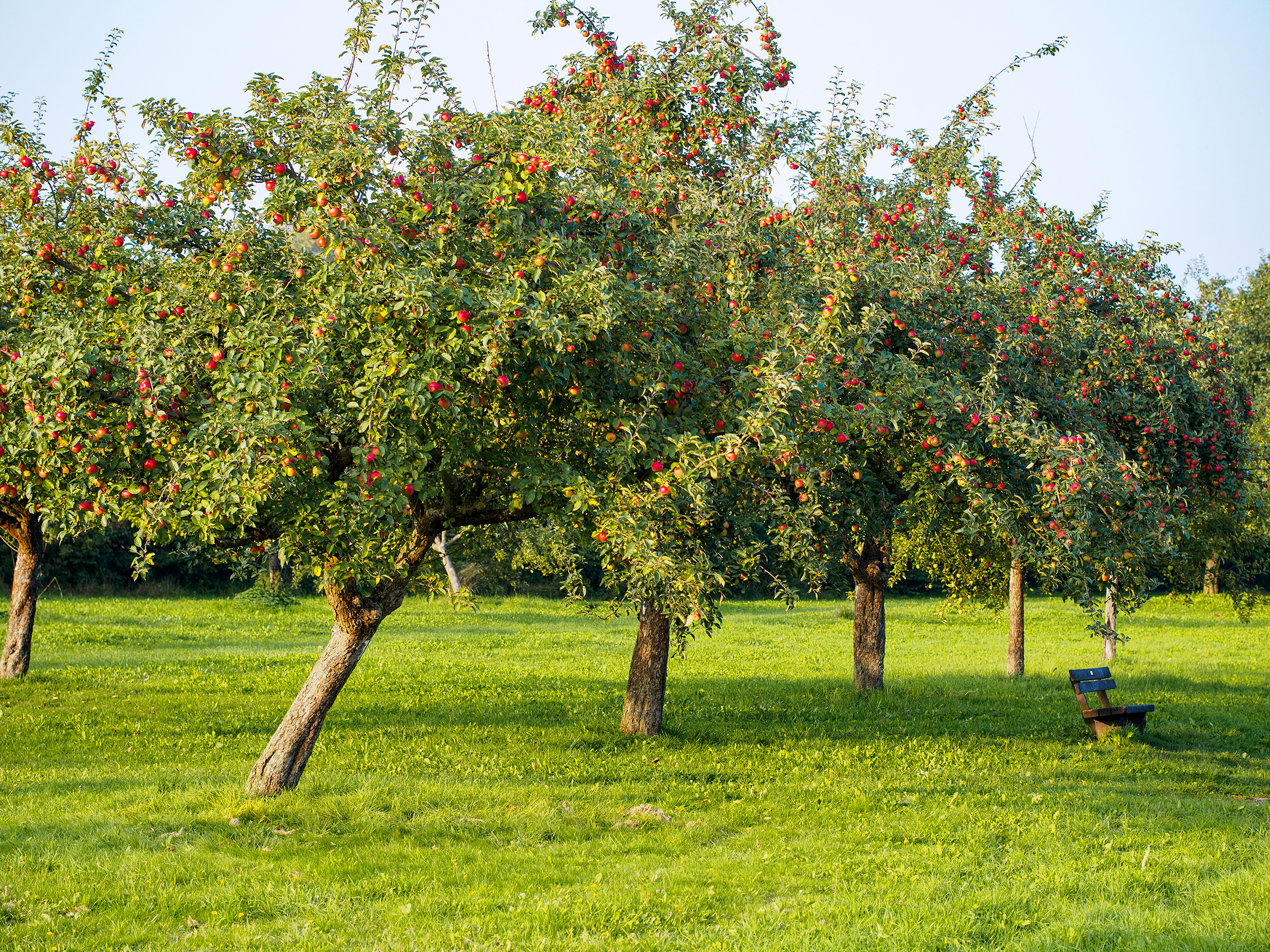 Alte und neue Apfelsorten verkosten und mosten mit Kreisfachberater und Kreisgärtner im Kreislehrgarten Patersdorf, Landkreis Regen.