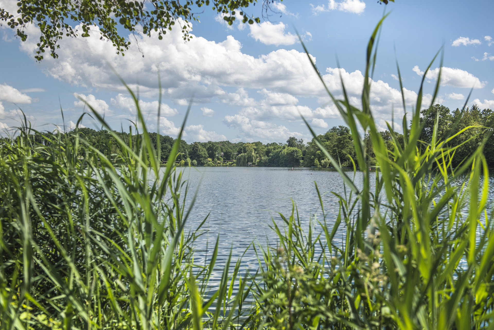 Der Bärensee in Hanau ist ein wunderschöner See, der von grünen Wäldern umgeben ist und eine idyllische Atmosphäre bietet.